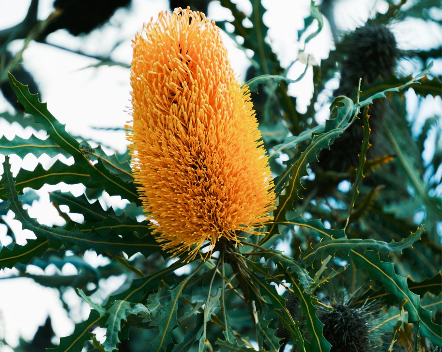 Banksia and natural surrounds in Mariginiup, Wanneroo
